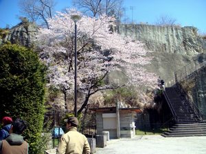 45 桜.jpg